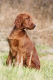 SETTER IRLANDAIS 254